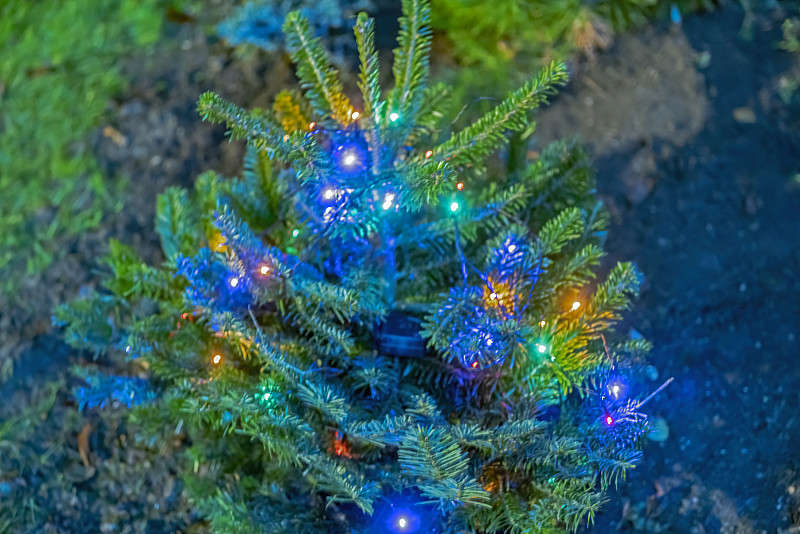 圣诞小彩灯,杉树,北欧,暗色,枝繁叶茂,云杉,针叶,植物,针叶树,户外