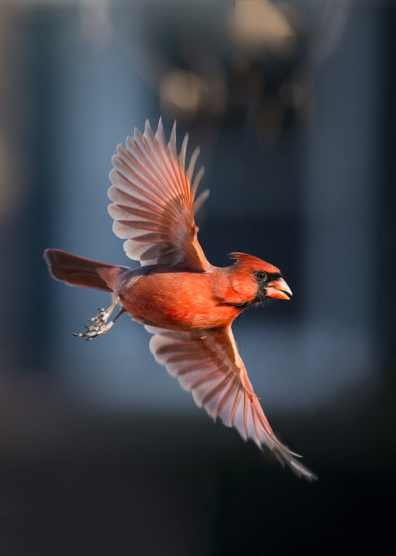 北美红鸟,鸟类,垂直画幅,红色,动物身体部位,翅膀,雄性动物,飞,摄影