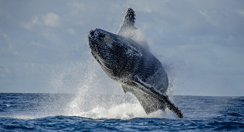座头鲸,水,长须鲸,海洋生命,缬草属植物,鲸,上下跳动,海床,水平画幅,无人