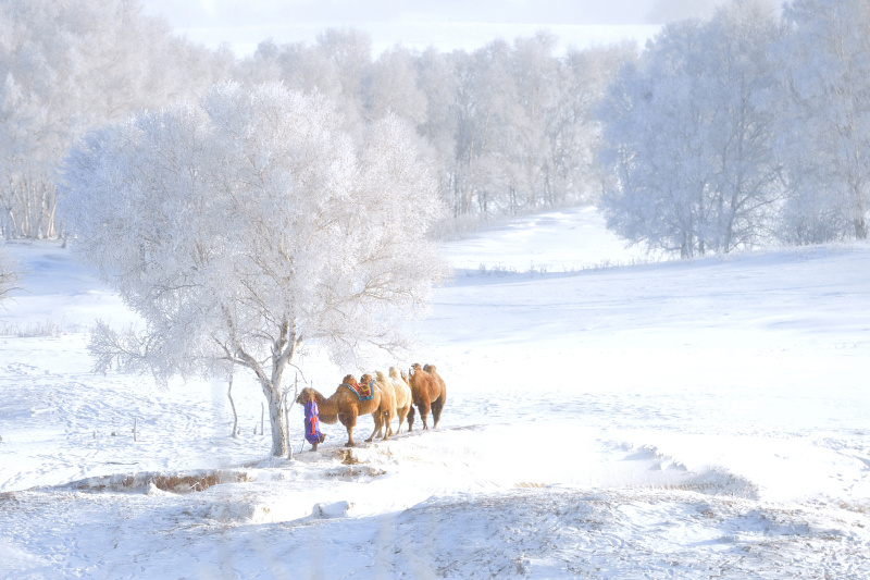 骆驼,霜,牛仔,小树林,水平画幅,雪,户外,自由,树林,白色