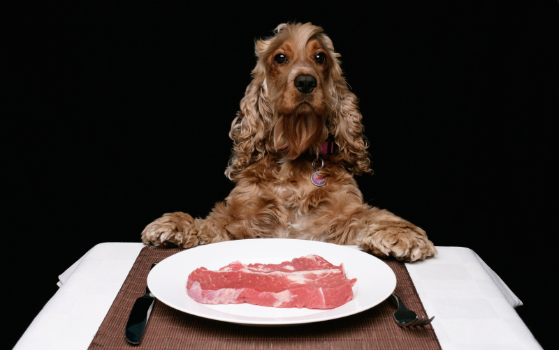 狗,偏好,狗食,银餐具,食品,肉,晚餐,华贵,喂养,叉