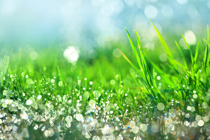 水滴,水,草,绿色,浅的,雨,植物,春天,夏天,草地