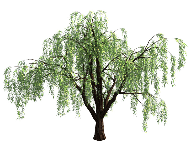 柳树,白色背景,枝,无人,特写,白色,三维图形,柳条,绘画插图,树
