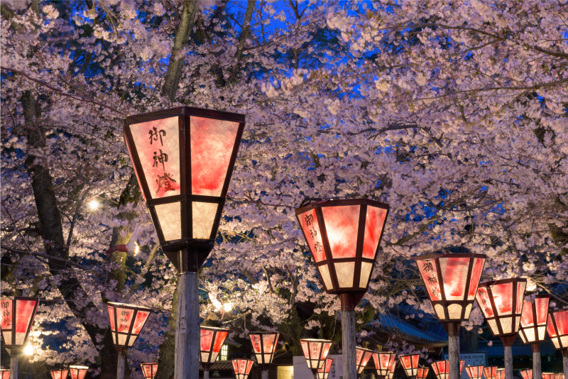 灯笼,日本,传统节日,樱之花,京都府,水平画幅,樱花,无人,花见节