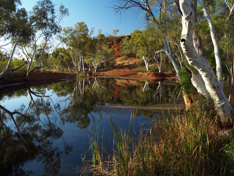 西澳大利亚,the,pilbara,桉树,澳大利亚,河流,宁静,自然,水平画幅,户外,红色