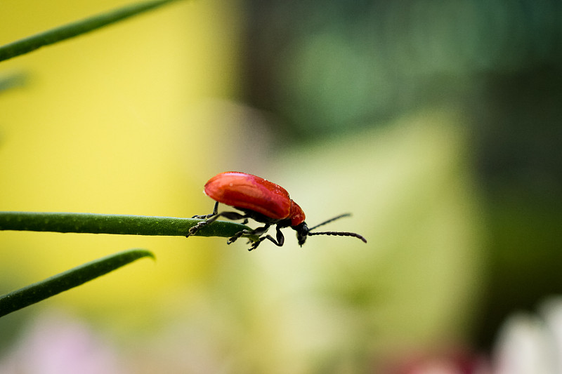 甲虫,小的,红色,火,背景分离,草,动物,树干,植物,户外