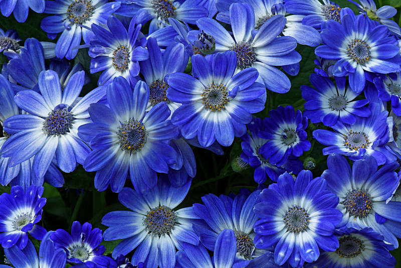 瓜叶菊,雏菊族,蓝色,清新,自然美,春天,植物,背景,夏天,户外