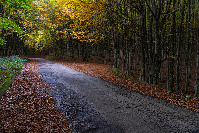 underwood,images,inside,the,Foreste,Casentinesi,in,an,autumnal,day,,Forlì,,Italy