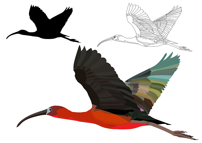 鸟类,白色背景,图像,矢量,彩鹮,大鸟,可爱的,动物主题,背景分离,自由