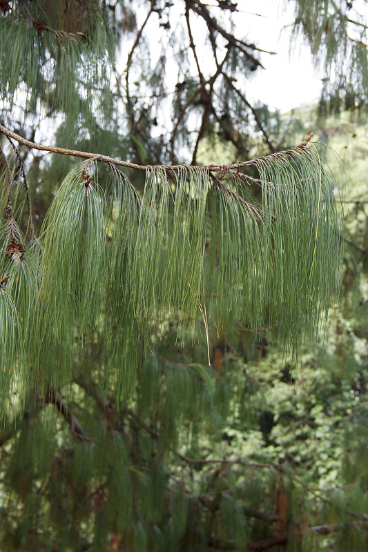 松树,自然美,热,墨西哥,莫斯特,一个物体,长的,池塘,针叶,园林