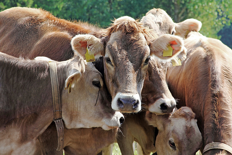 牛,母牛,草地,巴伐利亚,好奇心,幼小动物,褐色,乐趣,农业,动物嘴