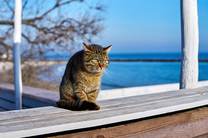 猫,海洋,白色,背景,在上面,蓝色,城墙,被抛弃的,可爱的,灰色