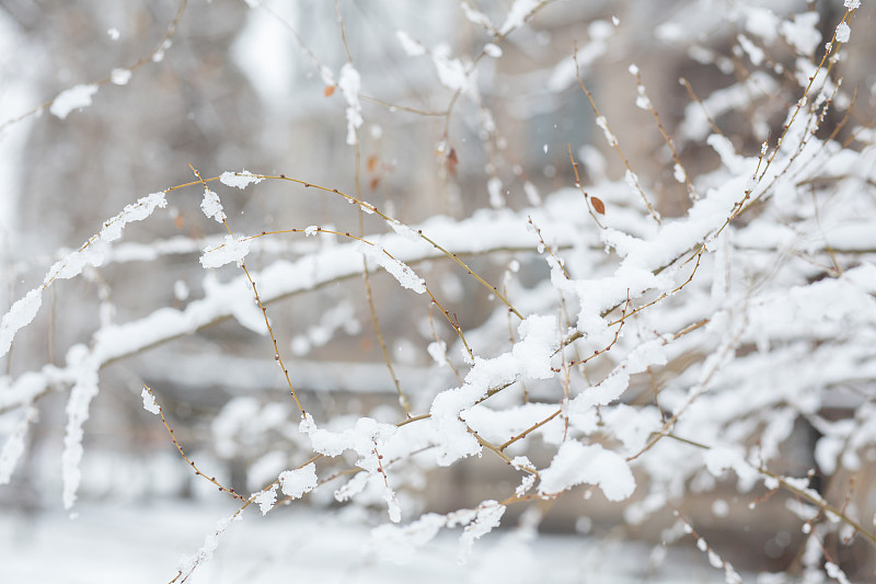 雪,冬天,灌木,枝,森林,有包装的,干的,公亩,修改系列,下雪