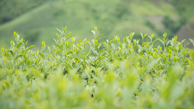 有机食品,日本茶道公园,茶叶,清新,茶树,背景,绿色,农业,热带气候,泰国