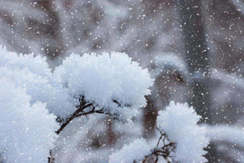 霜,雪,自然美,背景,自然,脆弱,冬天,特写,早晨,花