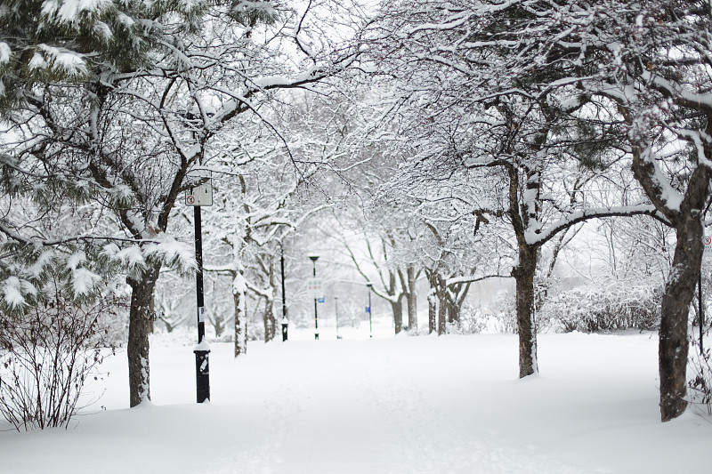 雪,巷,寒冷,环境,背面视角,霜,天气,公园,加拿大,魁北克