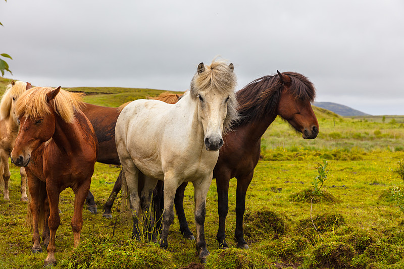 冰岛马,天空,田地,食草,农业,食草动物,挪威,自由,环境,云