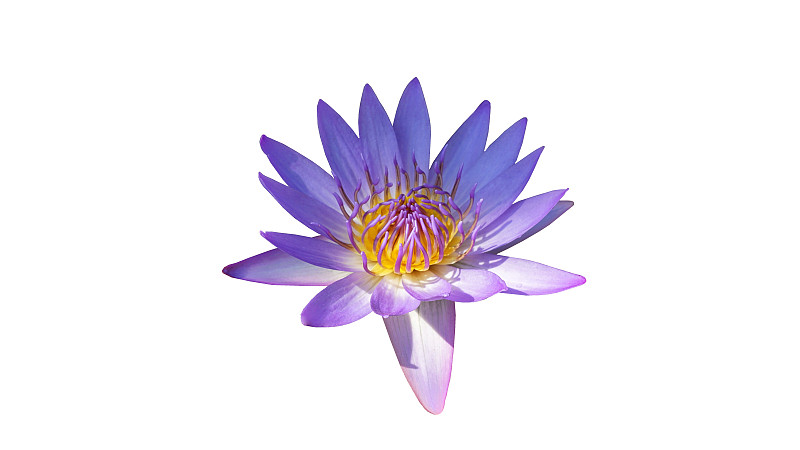 Purple?,lotus?,white?,background