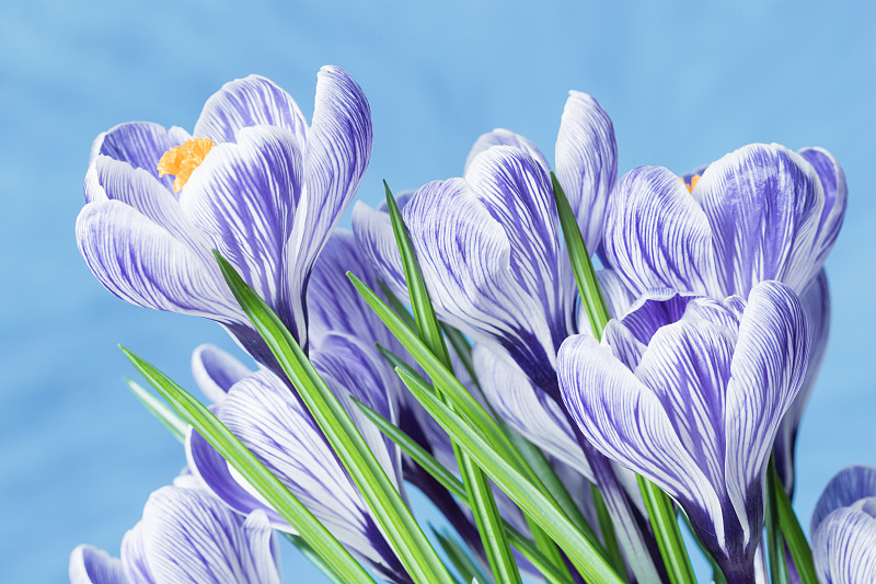 番红花属,春天,背景,自然,脆弱,花瓣,花束,蓝色,花纹,留白