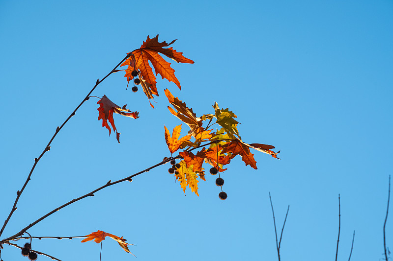 悬铃树,小无花果树,叶子,秋天,活力,土耳其,环境,橙色,公园,色彩鲜艳