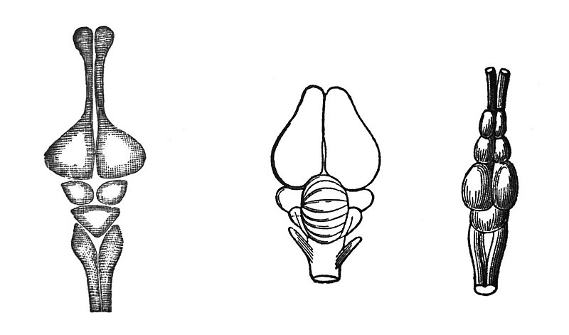 古董,绘画插图,短吻鳄属,脑,平衡折角灯,生物学,图像技术,传统,过去,19世纪