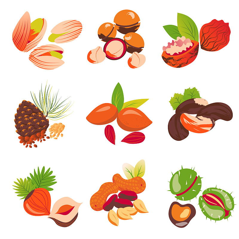 绘画插图,白色背景,坚果,一个物体,背景分离,熟的,蛋白质,杏仁,植物,巴西栗
