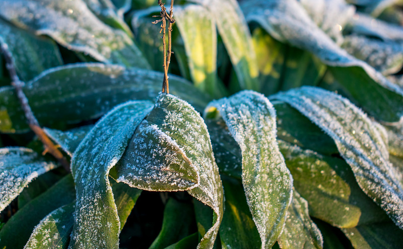 植物,冰,叶子,绿色,寒冷,自然界的状态,环境,奥地利,霜,天气