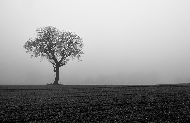 草地,一棵树,雾,力量,秘密,怪异,安静,环境,天气,草