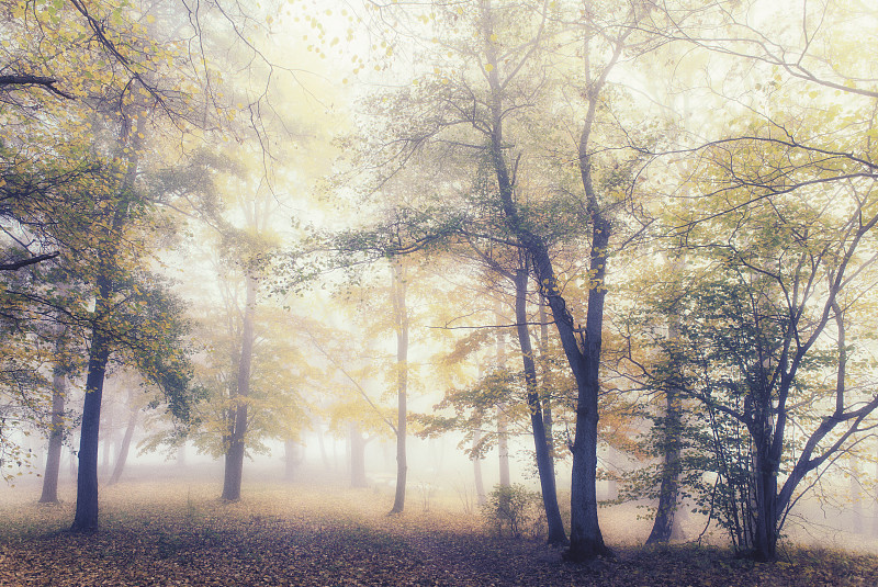 秋天,雾,自然美,森林,十月,草,色彩鲜艳,植物,户外,阶调图片