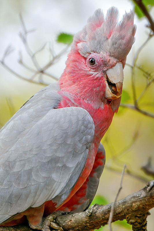 粉红凤头鹦鹉,婴儿,热带气候,澳大利亚文明,小的,动物,鸟类,动物习性,小鸟,澳大利亚