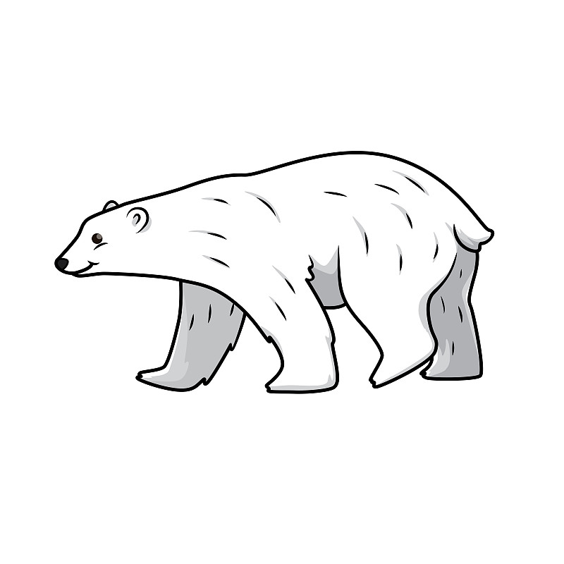 分离着色,矢量,北极熊,绘画插图,白色背景,背景分离,泰国,哺乳纲,动物,杆