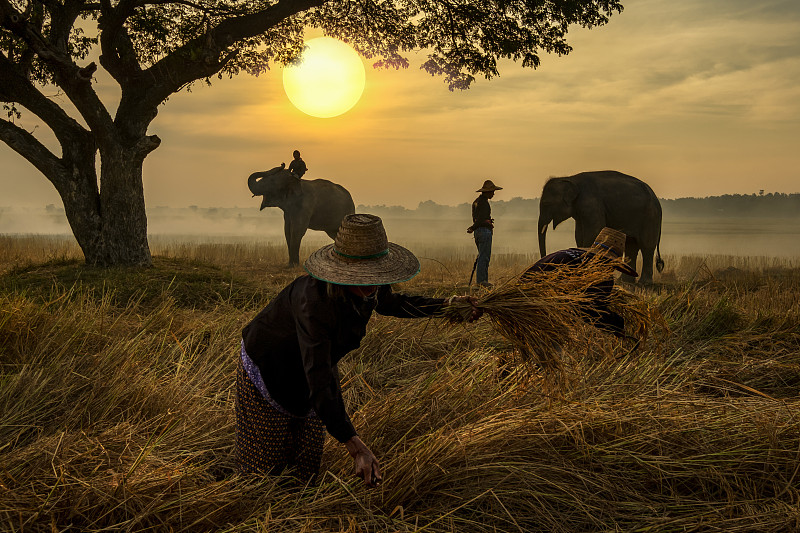 米,象,农场,农民,早晨,泰国,女人,稻田,休闲活动,夏天