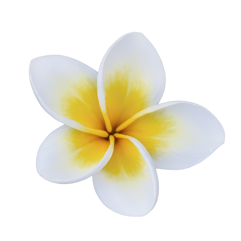赤素馨花,特写,白色背景,分离着色,请柬,清新,一个物体,太平洋岛屿,热带气候,浪漫