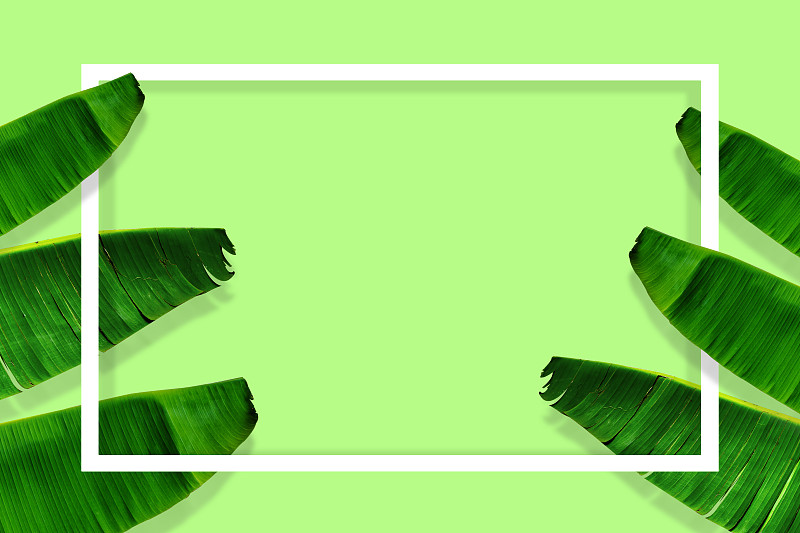 边框,香蕉叶,绿色背景,清新,热带气候,环境,泰国,枝繁叶茂
