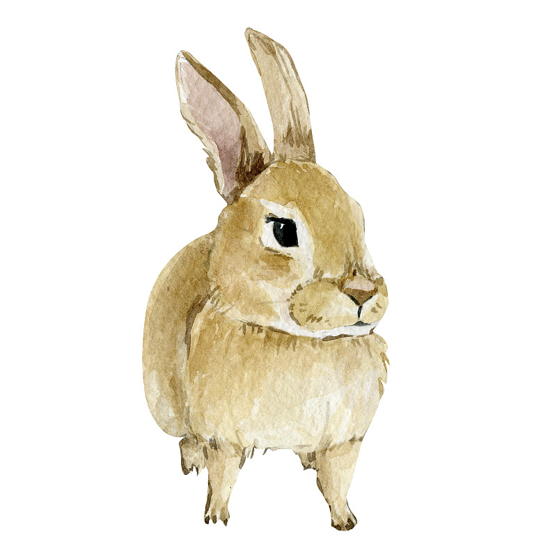 复活节,水彩画颜料,动物,兔子,幼小动物,小兔子,动物手,森林,幽默,绘制