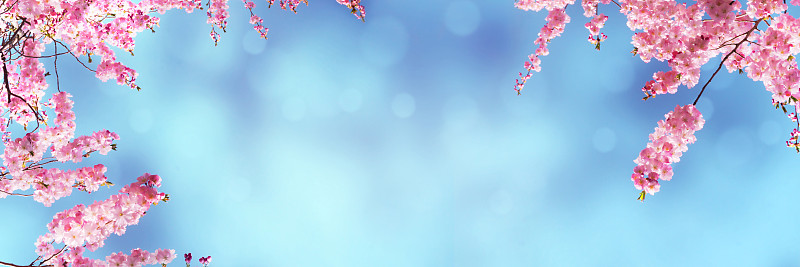 自然美,日本白樱花,活力,彩色背景,边框,色彩鲜艳,樱桃树,户外,晴朗,樱花