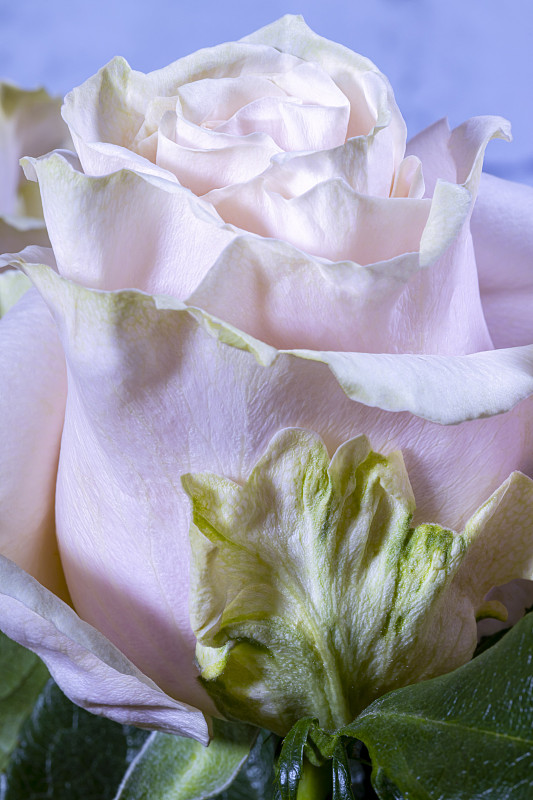 玫瑰,粉色,绿色,清新,婚姻,浪漫,婚礼,杂色的,柔和色,植物