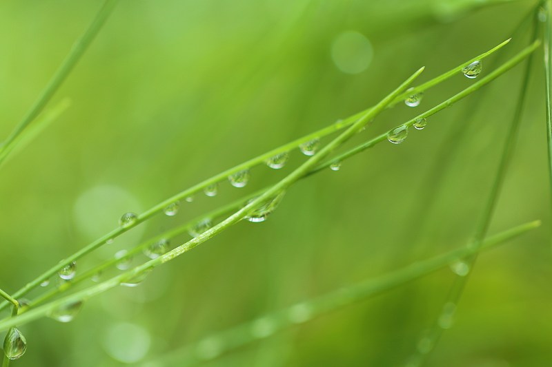 草坪,清新,草,植物,背景,自然,运动模糊,水滴,水,雨