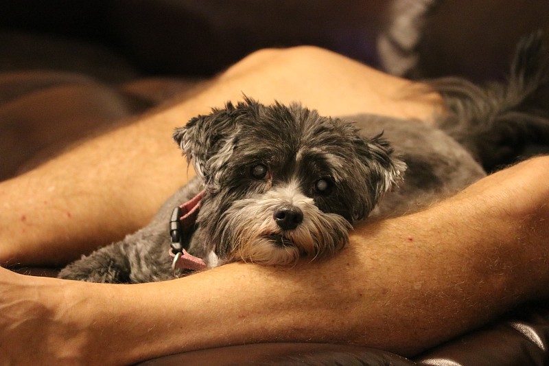 Dog,relaxing,on,man’s,legs.