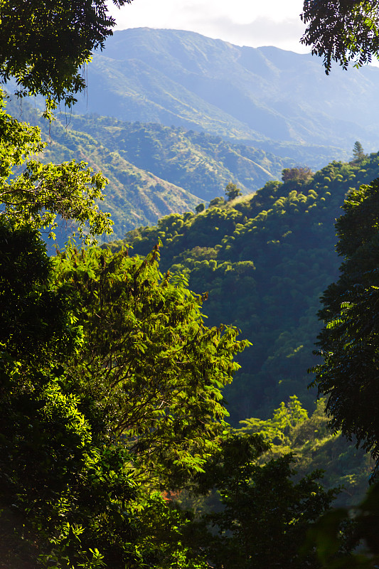 牙买加,蓝山,高对比度,旅途,云景,热带气候,云,枝繁叶茂,色彩鲜艳,林区