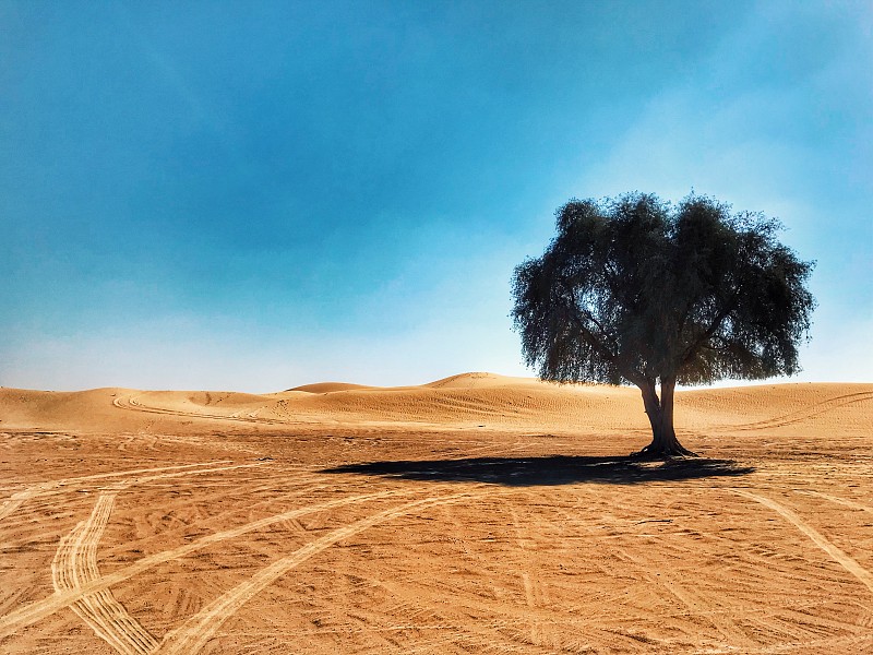 沙漠,农业,迪拜沙漠精英赛,一个物体,景观设计,环境,波斯湾,自然美,农场,夏天