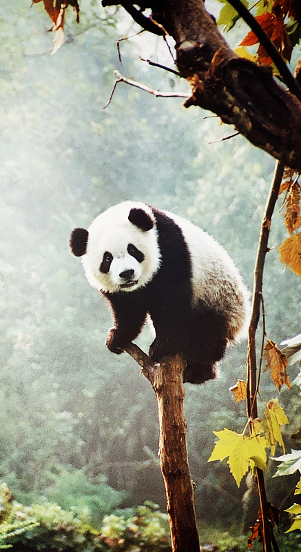 中国,成都,在上面,大熊猫,树干,可爱的,食草动物,濒危物种,动物主题,野生动物