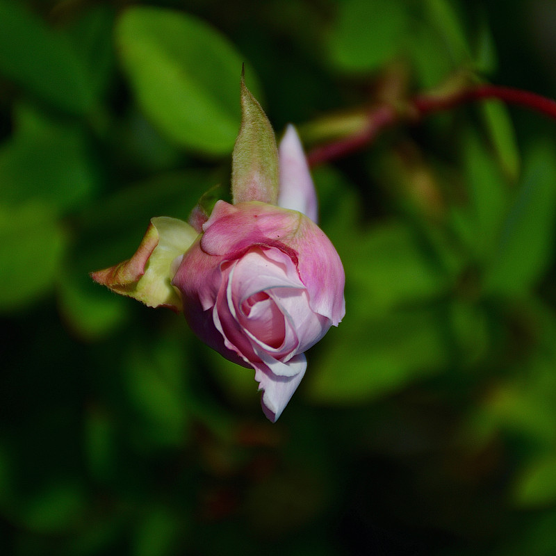 玫瑰,粉色,清新,背景分离,浪漫,泰国,仅一朵花,自然美,柔和色,春天