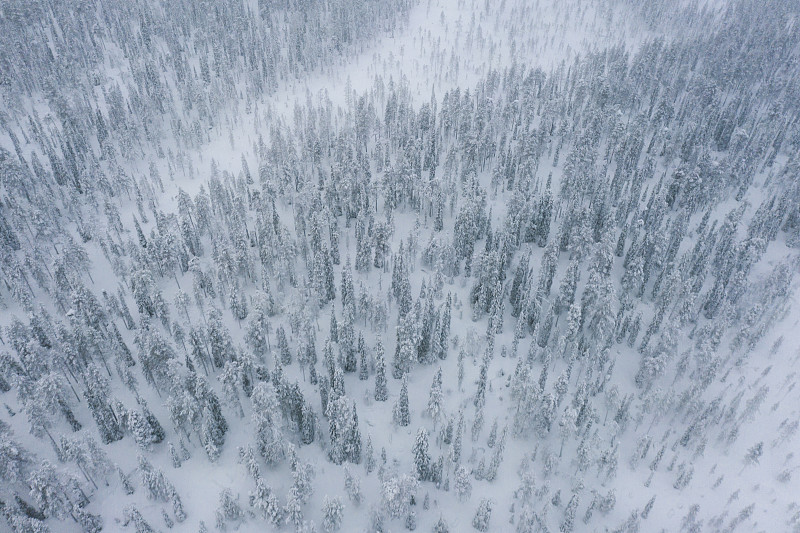 雪,芬兰,森林,航拍视角,寒冷,松木,环境,霜,天气,无人机