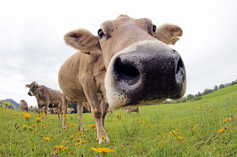 母牛,巴伐利亚,乐趣,褐色,广角镜头,农业,动物嘴,哺乳纲,草,动物群