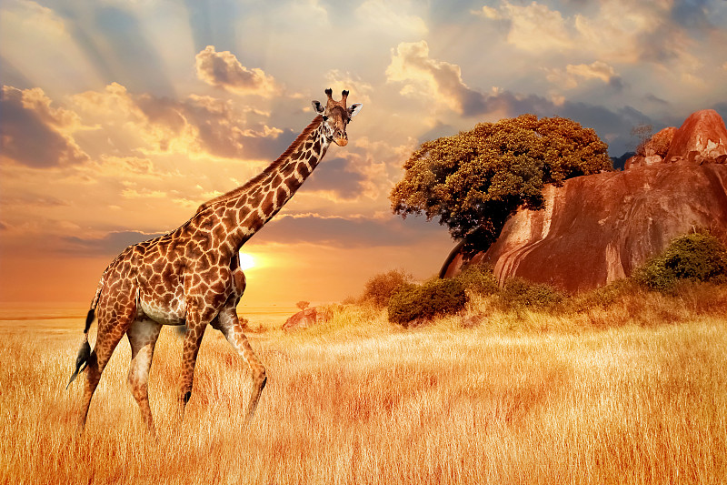 坦桑尼亚,自然美,南美大草原,非洲,猎豹,背景幕,动物主题,云景,世界遗产,野生动物