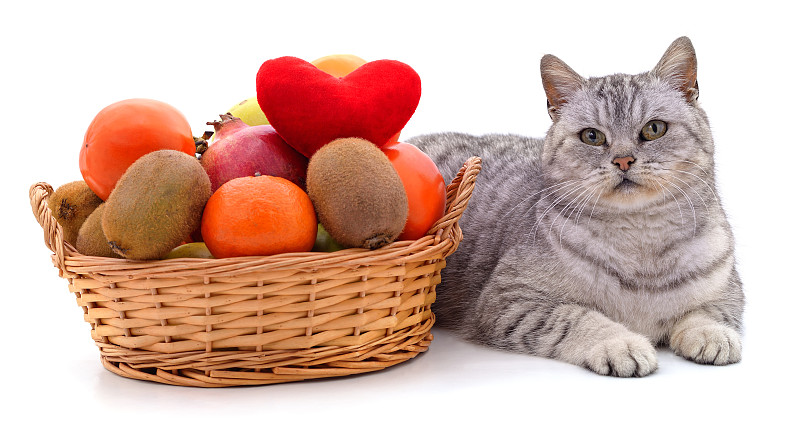 猫,果盘,可爱的,素食,篮子,背景分离,热带气候,灰色,食品,橙色