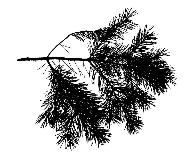 矢量,绘画插图,枝,松树,一个物体,背景分离,公园,复古风格,云杉,针叶
