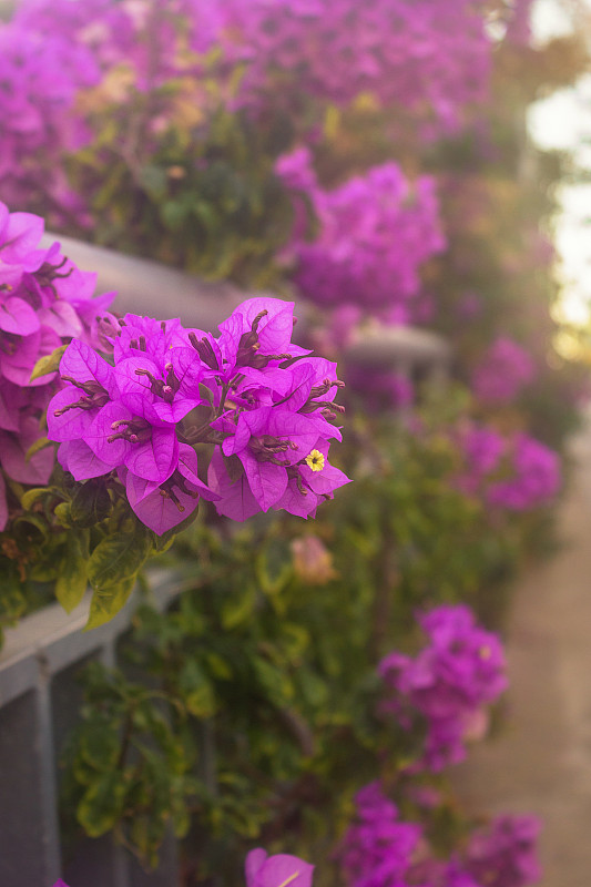 紫色,留白,菜园,金属格栅,背景,选择对焦,背景虚化,仅一朵花,门廊,生物学