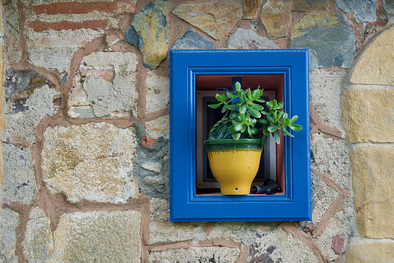 植物,黄色,自然,绿色,蓝色,花盆,石墙,边框,常春藤,彩色背景